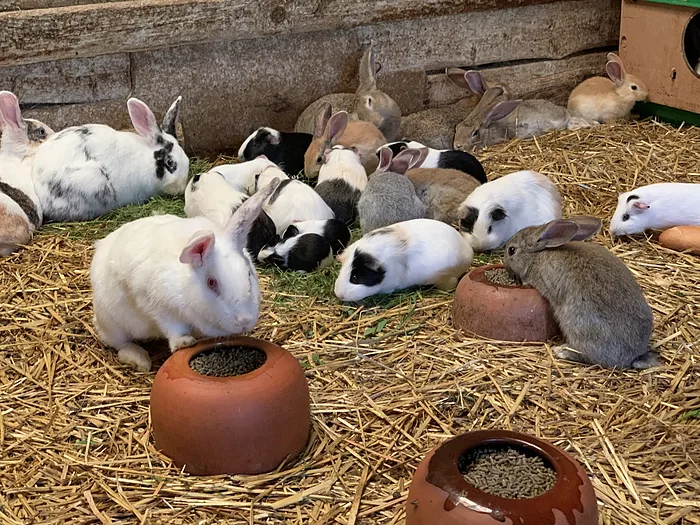 Un grupo de conejos blancos y manchados sobre la paja, comiendo.