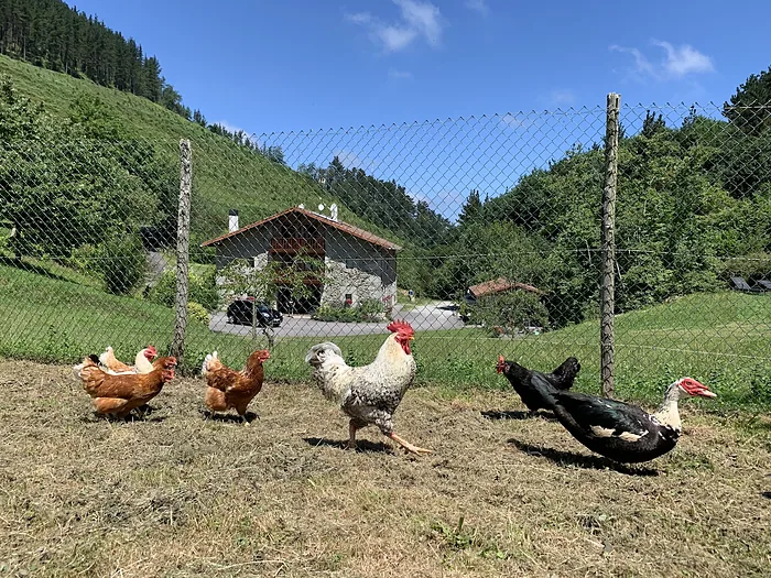 Gallinas y patos sueltos en el prado, con el caserío detrás.