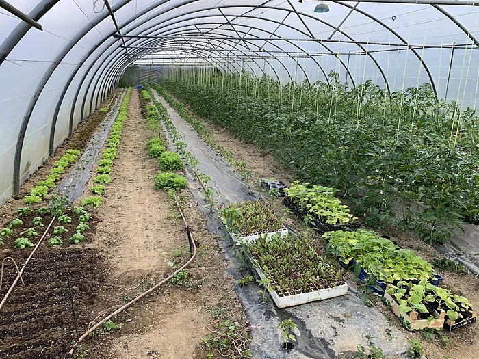El interior del invernadero, con las hileras de plantas a los dos lados del pasillo.